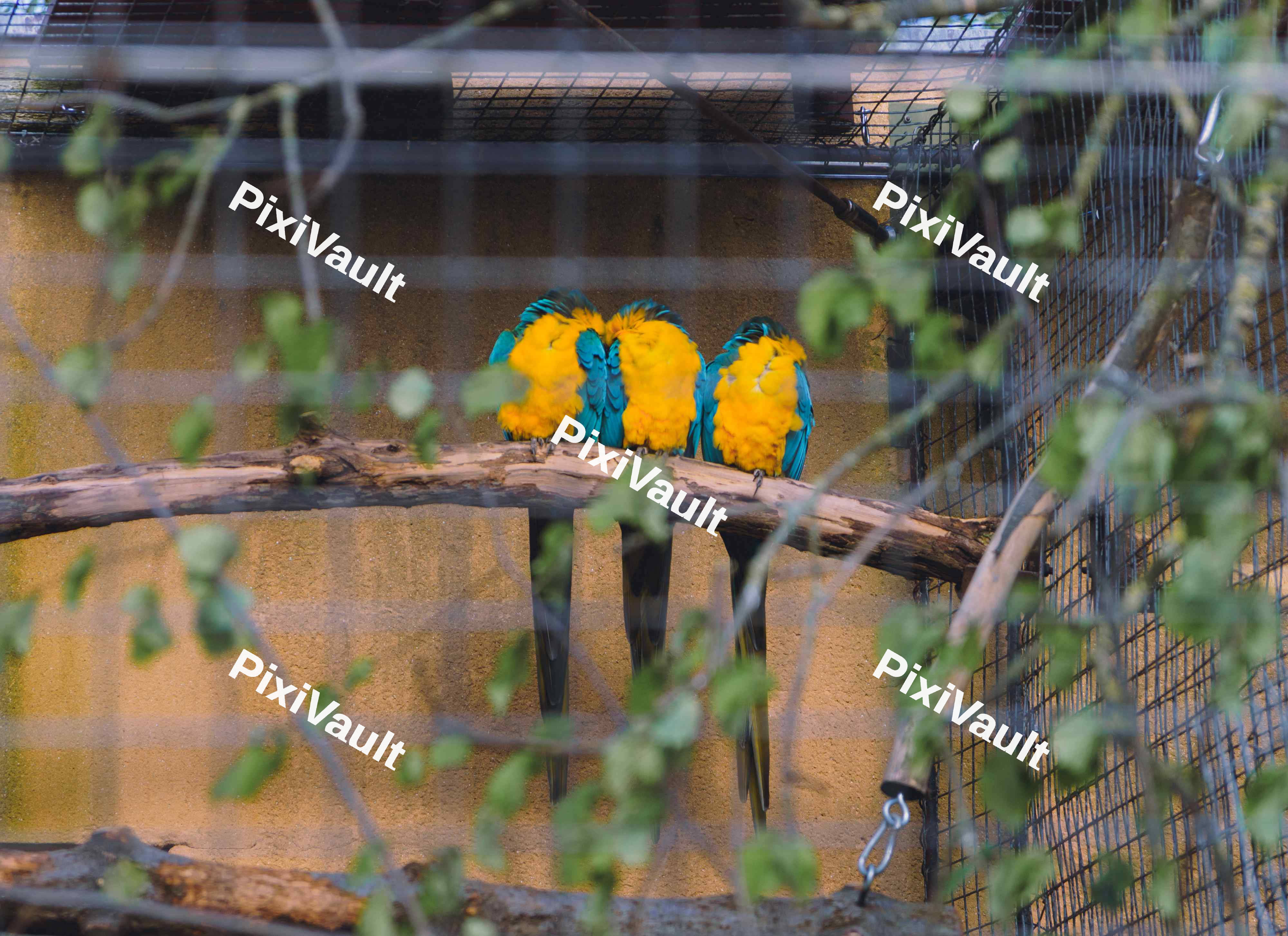 Three Macaws
